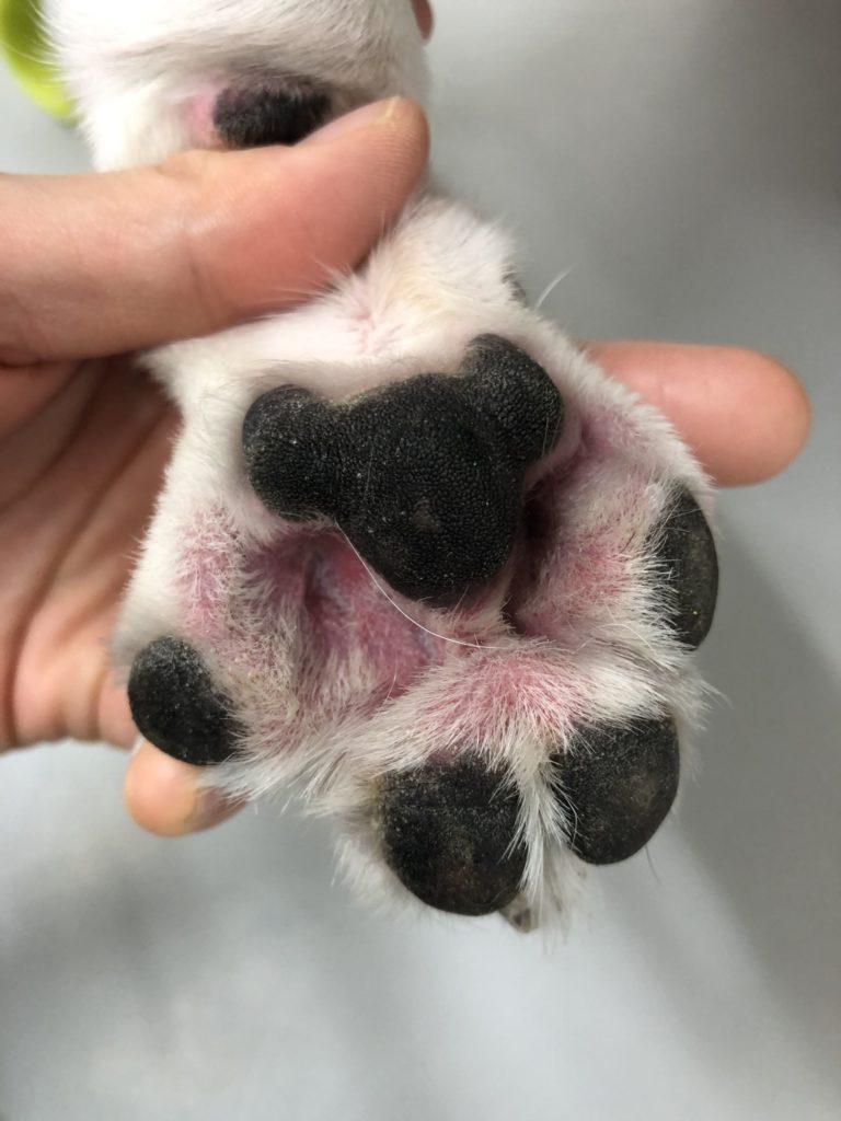 犬アトピー性皮膚炎の新しい治療 | ポックル動物病院|札幌市手稲区|犬